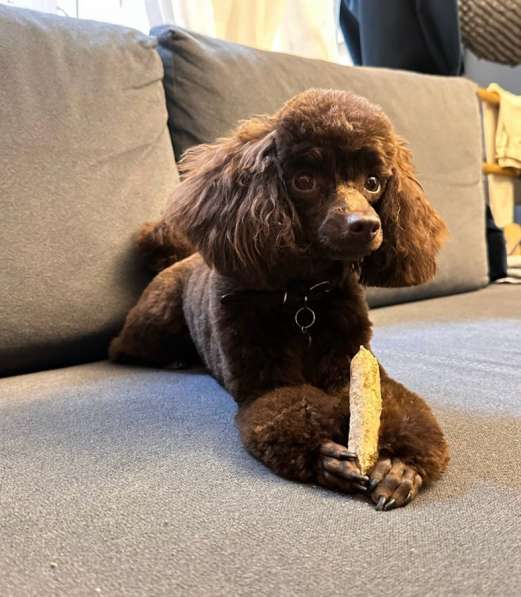 Мальтипу щенки в Краснодаре фото 3