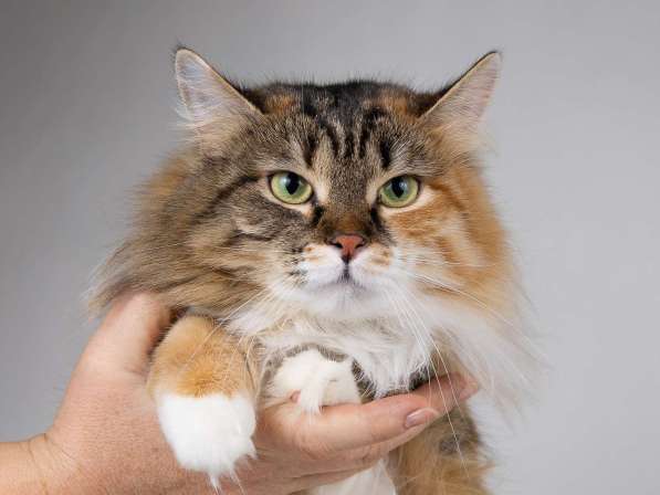 Сибирячка Сандра в добрые руки в Москве фото 5