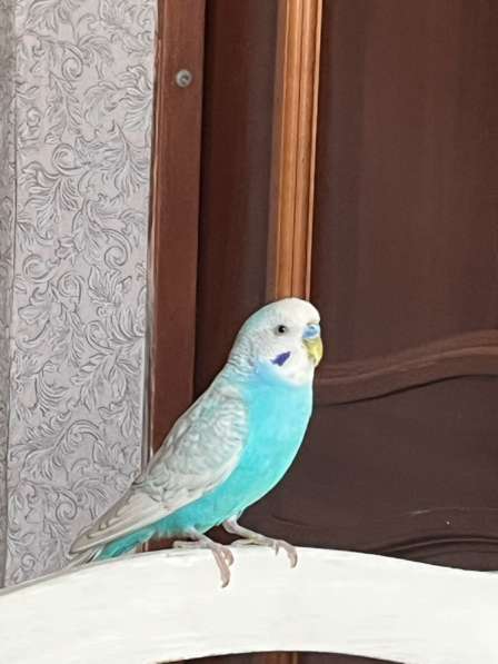 Попугаи в Краснодаре фото 3