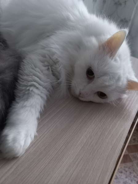 Кот сибиряк,4 года в Новосибирске фото 54