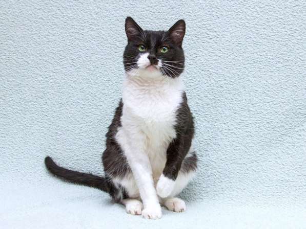 Обаятельный котик Мейсон в дар в Москве фото 7