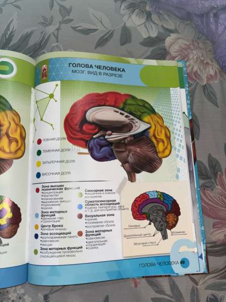 Энциклопедия анатомия в Тамбове