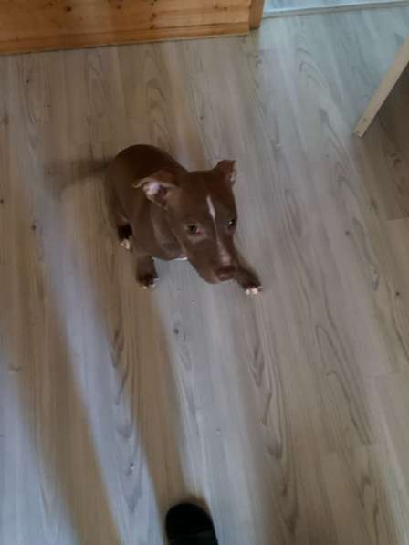 Американский питбультерьер