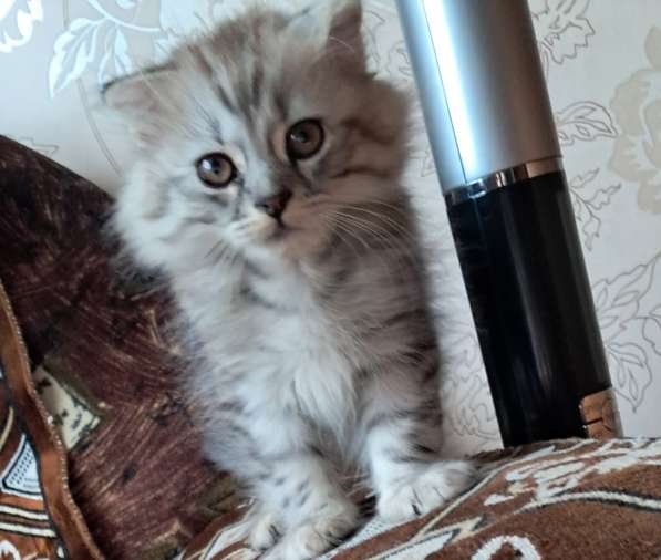 Продаются шотландские котята