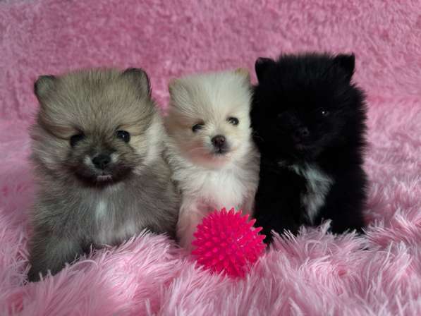 Щенки померанского шпица