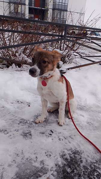 Маленькая и ласковая собачка, диванный вариант в Санкт-Петербурге фото 7