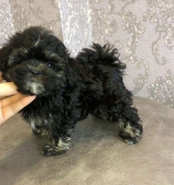 Мальтипу щенки в Краснодаре фото 5