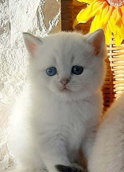 Британские котята в 