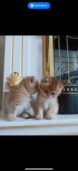 Продам Золотая Шиншилла