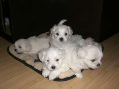 Щенки Мальтезе в Краснодаре фото 3