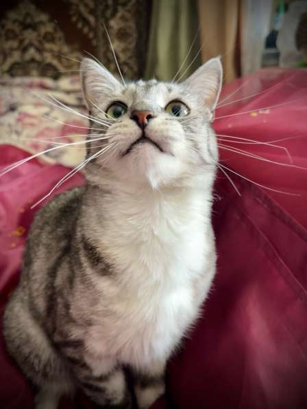 Снежно-серебристый кот Буся в дар в Москве