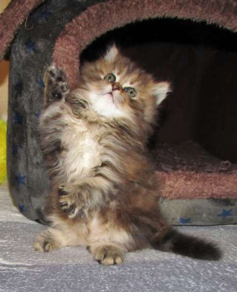Шотландские котята в Санкт-Петербурге фото 5