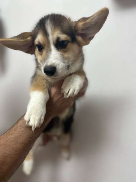 Щенок вельш-корги пемброк мальчик в Москве фото 5