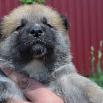 Щенки акита_ину, в г.Луганск