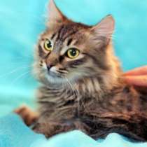 Пушистой кошечке Тасе нужен дом, в Москве