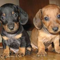 Такса Владикавказ, в Владикавказе