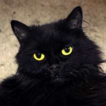 Ласковый Бэтмен мечтает поскорее оказаться дома, в Москве