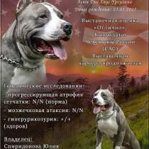 Голубой кобель. Вязка, в г.Москва