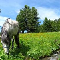 Конный маршрут по Горному Алтаю на 9 дней, в Москве