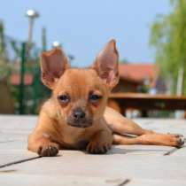 Чихуахуа Барнаул, в Барнауле