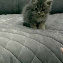 Котёнок, в Черкесске