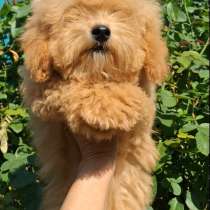 Maltipoo. Boy, в г.Дрезден