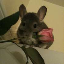 Продам шиншиллу, в г.Усть-Каменогорск