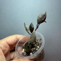 Хойи укорененные, в Москве