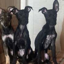 Отдам щенят в добрые руки, в Москве