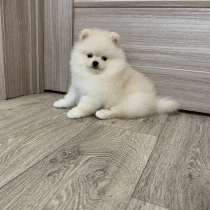 Щенки Шпиц, в Нижнем Новгороде