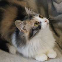 Миса в добрые руки, в г.Минск