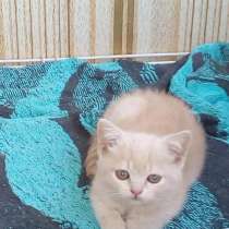 Продам шотландского котёнка, в Челябинске