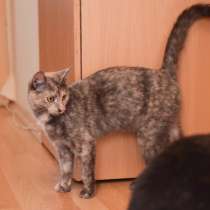 Озорная кошечка Звездочка ищет дом, в Москве