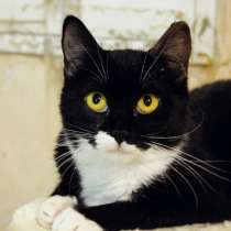 Две сестрички-озорницы Мона и Дана, в Москве