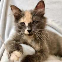 Пушистая, трехцветная котёнок Мелисса ищет дом, в Москве