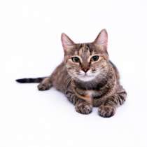 Наблюдательная Пандора ждёт встречи с новыми хозяевами, в Москве