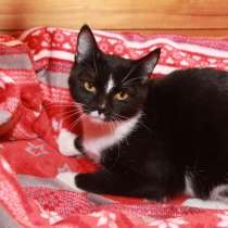 Юнона, молодая кошечка в добрые руки, в Калуге