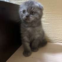 Британский вислоухий котенок, в г.Гурьевск