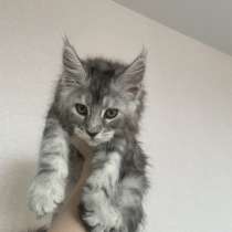 Шикарные кошечки Мейн-кун, в Москве