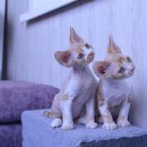 Котята девонята, в Москве