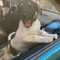 Симпатичный щенок мальчик ищет дом, в Санкт-Петербурге