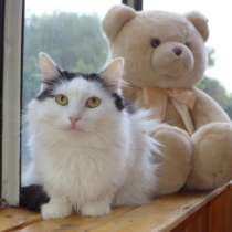 .Ласковая кошечка в добрые руки, в Липецке