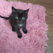 Черный котенок, 1 месяц мальчик, в Воткинске