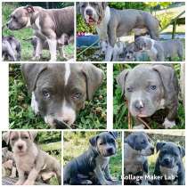 American bully standard a vendre, в г.Culoz