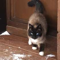 Отдам даром, в Москве