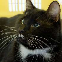 Футбольный кот Салах, в Москве