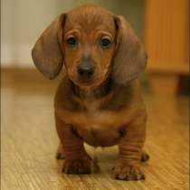 Такса Череповец, в Череповце