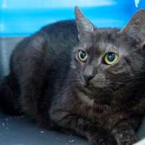 Стеснительная кошечка Суфле, в Москве