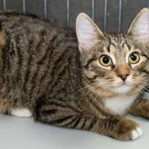 Юная Смородинка в поисках любящей семьи, в Москве