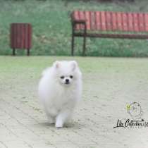 Want a white Pomeranian ?☁, в Туле